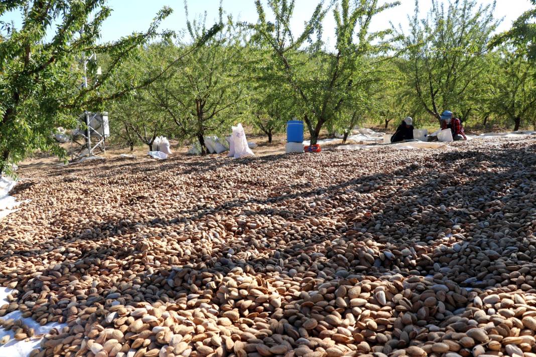 Elazığ'da hasadı başladı. 400 ton rekolte bekleniyor 7